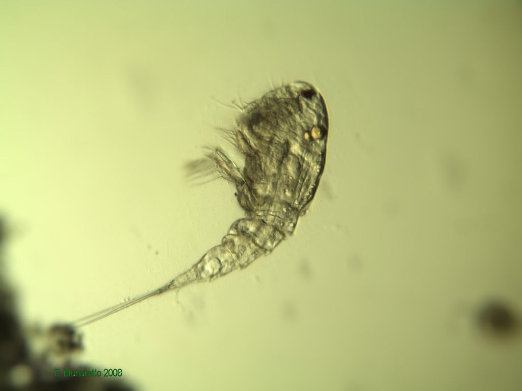 Ancora adulti di COPEPODE...